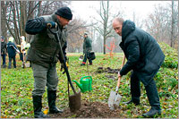 Puude istutamine Kärdlas